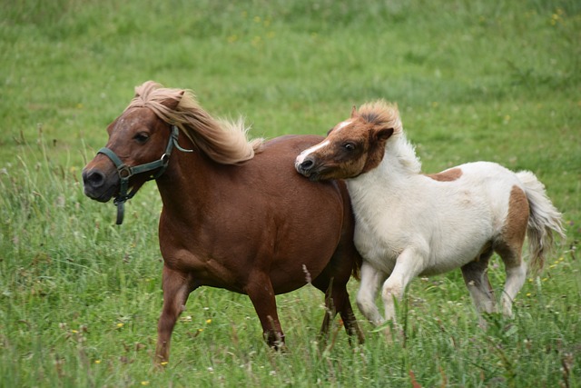 2 Ponys